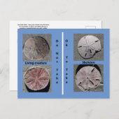Leben und Toter Sand Dollar Postkarte (Vorne/Hinten)