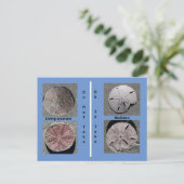 Leben und Toter Sand Dollar Postkarte (Stehend Vorderseite)