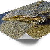 Leben unter Feuer - Barteter Drache Poster (Ecke)