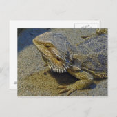 Leben unter Feuer - Barteter Drache Postkarte (Vorne/Hinten)