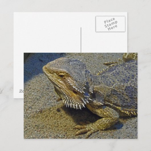 Leben unter Feuer - Barteter Drache Postkarte (Vorne/Hinten)