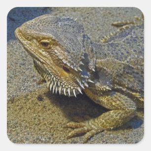 Leben unter Feuer - bärtiger Drache Quadratischer Aufkleber