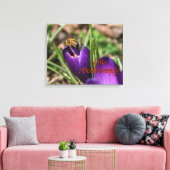 Lebend gezielt mit Honigbienen bestäubend Crocus Leinwanddruck (Insitu (Wohnzimmer))