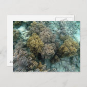 Lebende Koralle Postkarte (Vorne/Hinten)