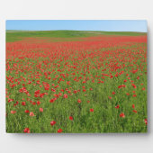 Lebende Poppies! Fotoplatte (Vorderseite)