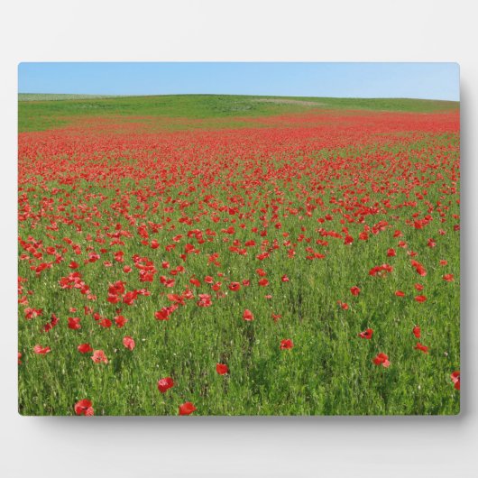 Lebende Poppies! Fotoplatte (Vorderseite)