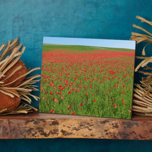 Lebende Poppies! Fotoplatte (Seite)