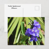Lebende Spiderwort-Blume Postkarte (Vorne/Hinten)