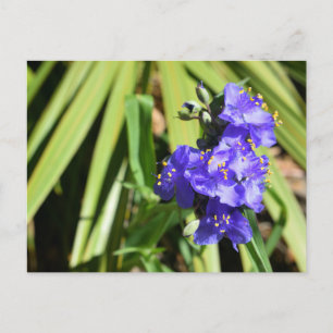 Lebende Spiderwort-Blume Postkarte