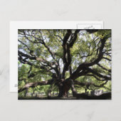 Lebendeiche Postkarte (Vorne/Hinten)