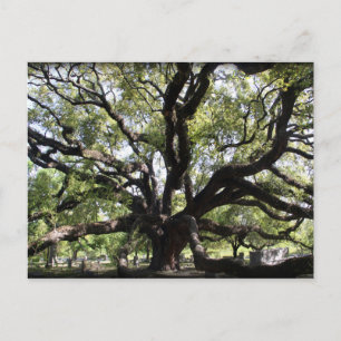 Lebendeiche Postkarte
