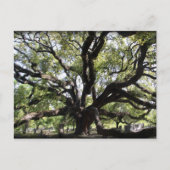 Lebendeiche Postkarte (Vorderseite)