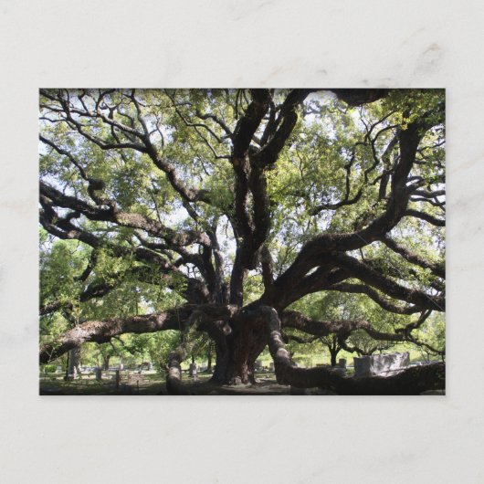 Lebendeiche Postkarte (Vorderseite)