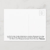 Lebender Fisch zum Verkauf Postkarte (Rückseite)