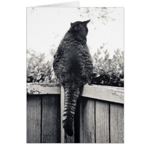 Lebender Wasserspeier