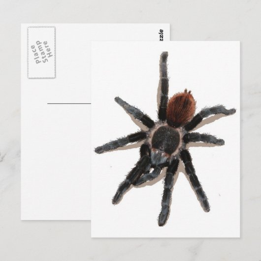 Lebendes Haustier Postkarte (Vorne/Hinten)