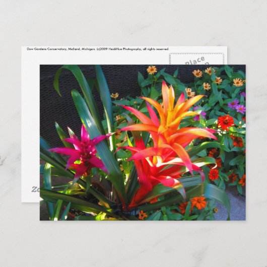 Lebendig Postkarte (Vorne/Hinten)