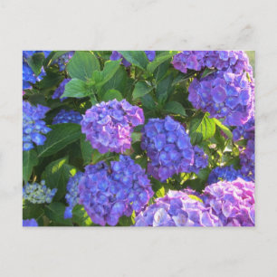 Lebendige blaue und violette Hortensien Postkarte
