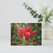 Lebendige botanische Ingwerblüten-Kaffeetasse Postkarte (Stehend Vorderseite)