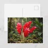 Lebendige botanische Ingwerblüten-Kaffeetasse Postkarte (Vorne/Hinten)