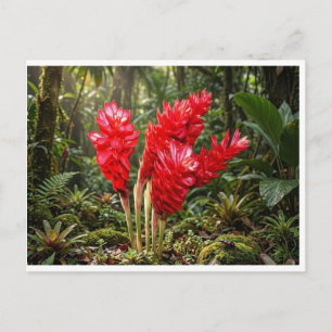 Lebendige botanische Ingwerblüten-Kaffeetasse Postkarte