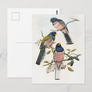 Lebendige drei Trogons auf einem Ast sitzend Vinta Postkarte