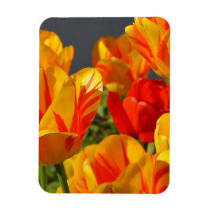Lebendige gelbe und rote Tulpen-Garten-Fotomagnet Magnet