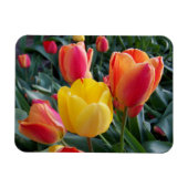 Lebendige gelbe und rote Tulpen-Gartenfoto Magnet (Horizontal)