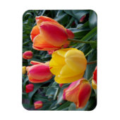 Lebendige gelbe und rote Tulpen-Gartenfoto Magnet (Vertikal)