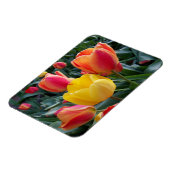Lebendige gelbe und rote Tulpen-Gartenfoto Magnet (Linke Seite)
