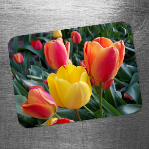 Lebendige gelbe und rote Tulpen-Gartenfoto Magnet