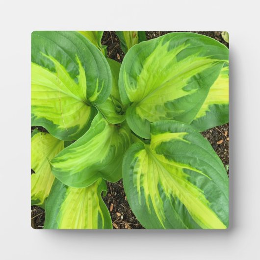 Lebendige Hosta-Blätter Fotoplatte (Vorderseite)