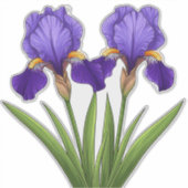 Lebendige lila Iris-Blumen mit grünen Blättern Aufkleber (Vorderseite)