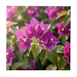 Lebendige Magenta-Lila-Bougainvillea-Blüte Fliese