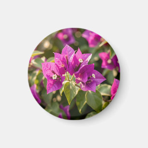 Lebendige Magenta-Lila-Bougainvillea-Blüte Magnet