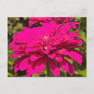 Lebendige Magenta-Zinnienblüte – Athens Georgia Postkarte