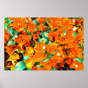 Lebendige Orange Bougainvillea Blumen Poster