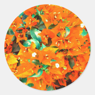 Lebendige Orange Bougainvillea Blumen Runder Aufkleber
