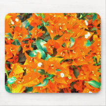 Lebendige orange Bougainvillea-Blüten