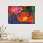 Lebendige Orange Mohnblüte Poster (Küche)