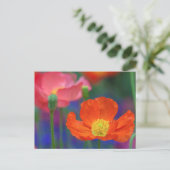 Lebendige Orange Mohnblüte Postkarte (Stehend Vorderseite)