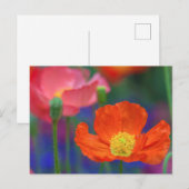 Lebendige Orange Mohnblüte Postkarte (Vorne/Hinten)