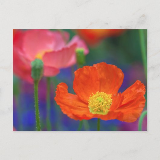 Lebendige Orange Mohnblüte Postkarte (Vorderseite)