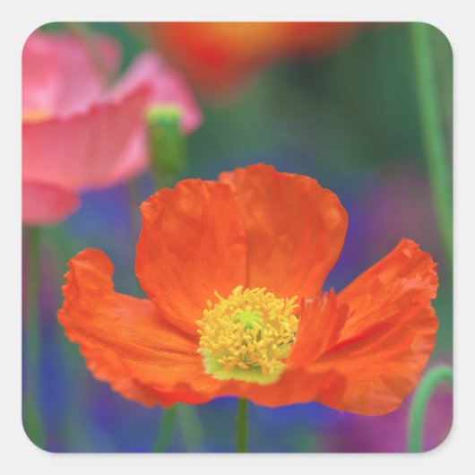 Lebendige Orange Mohnblüte Quadratischer Aufkleber (Vorderseite)