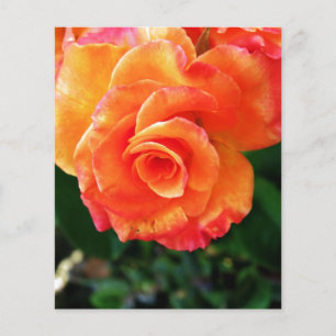 Lebendige Orangefarbene Rosenfotografie Flyer