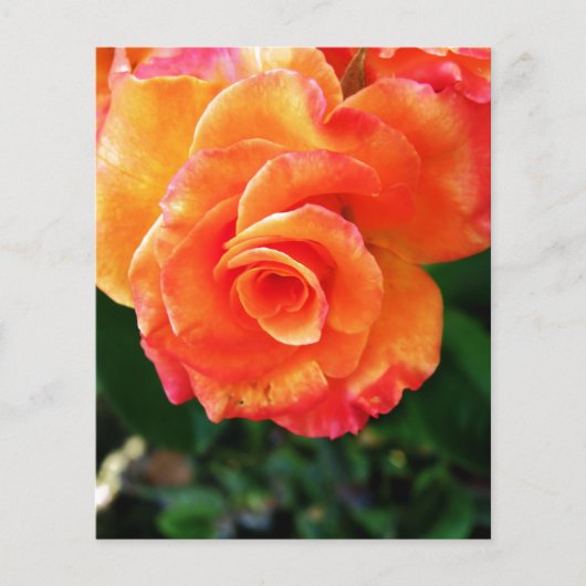 Lebendige Orangefarbene Rosenfotografie Flyer (Vorne)