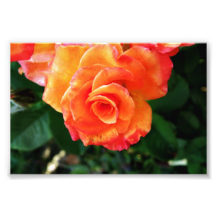 Lebendige Orangefarbene Rosenfotografie Fotodruck
