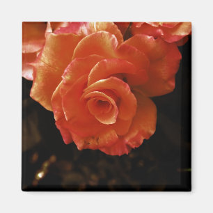 Lebendige Orangefarbene Rosenfotografie Magnet