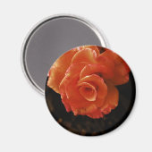 Lebendige Orangefarbene Rosenfotografie Magnet (Vorderseite/Rückseite)