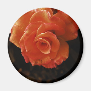 Lebendige Orangefarbene Rosenfotografie Magnet